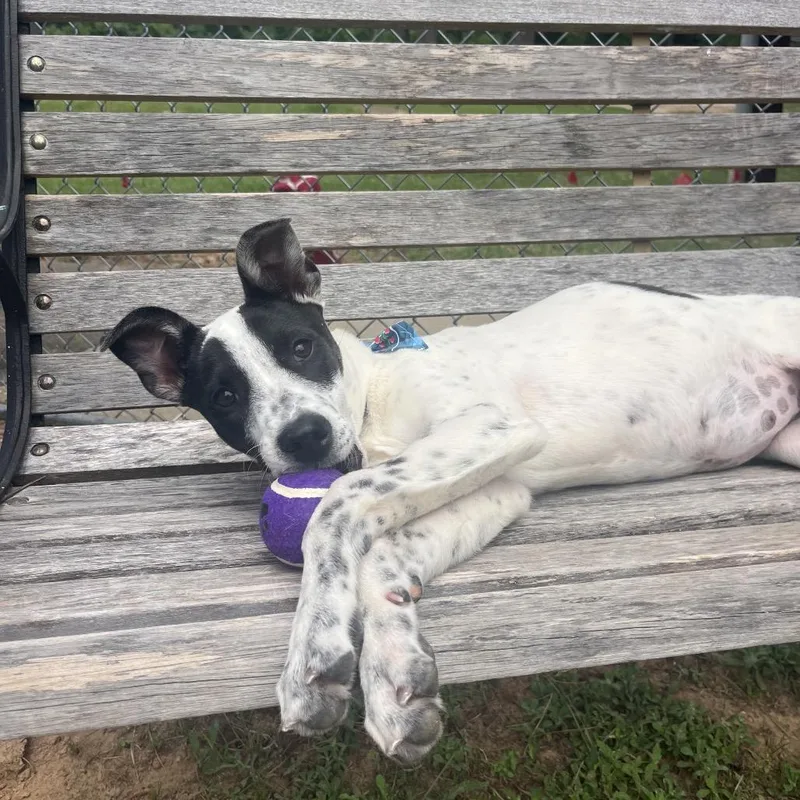 Dottie thumbnail 2