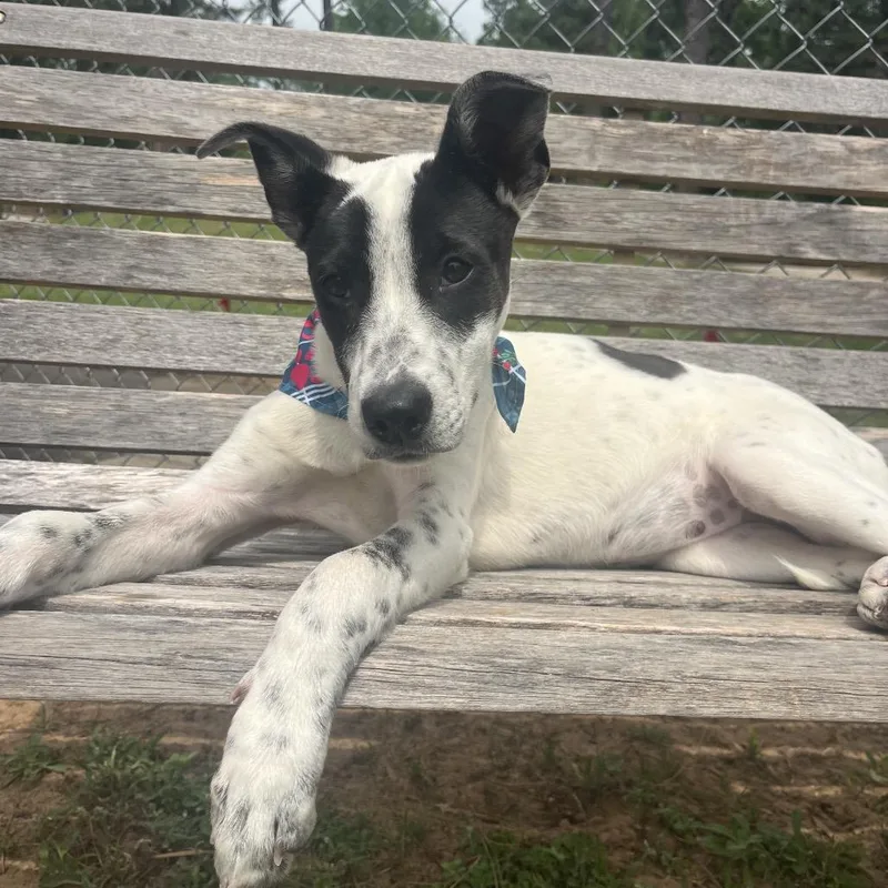 Dottie thumbnail 3