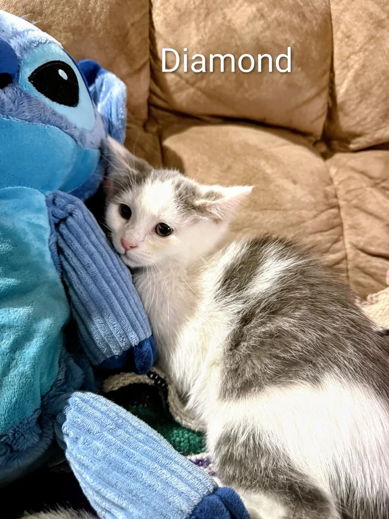 A baby medium-sized female Gray & White Domestic Short Hair cat named Diamond for adoption in Binghamton, NY