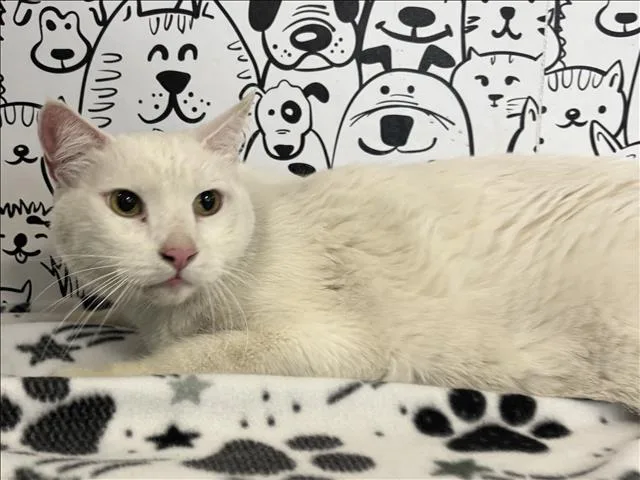 An adult large-sized male Domestic Short Hair cat named Patch for adoption in San Pedro, CA