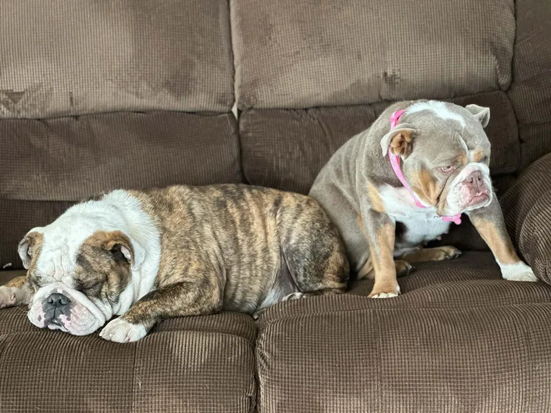 Hazel & Moose thumbnail 5