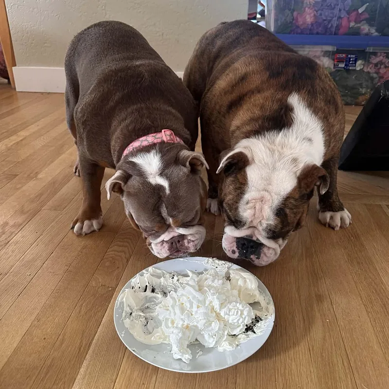 Hazel & Moose