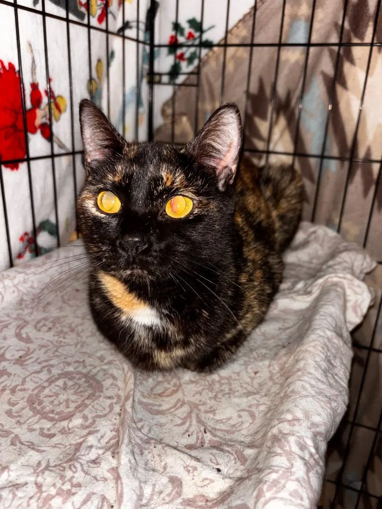 A young small-sized female Domestic Short Hair cat named Gracie May for adoption in Darien, GA