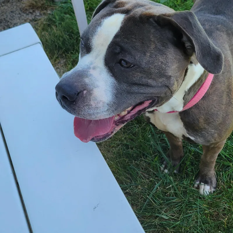 An adult large-sized female Brindle Mixed Breed dog named Kahlo for adoption in West Jefferson, OH