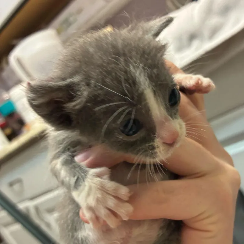 A baby small-sized male Gray / Blue / Silver Domestic Short Hair cat named Van Gogh for adoption in Las Vegas, NV