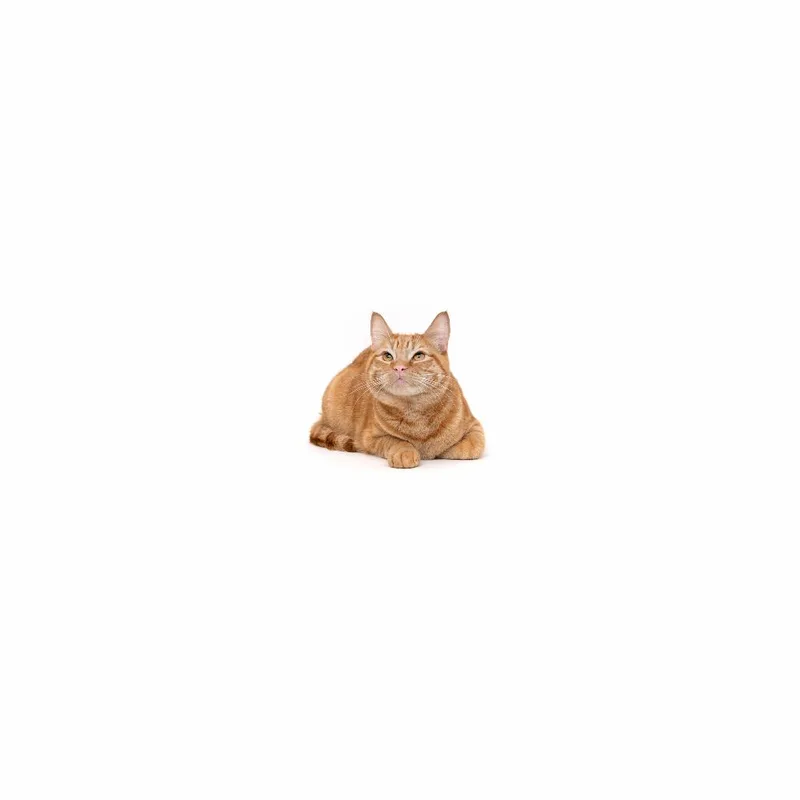 A young medium-sized male Orange / Red Domestic Short Hair cat named Phineas for adoption in Playa Vista, CA