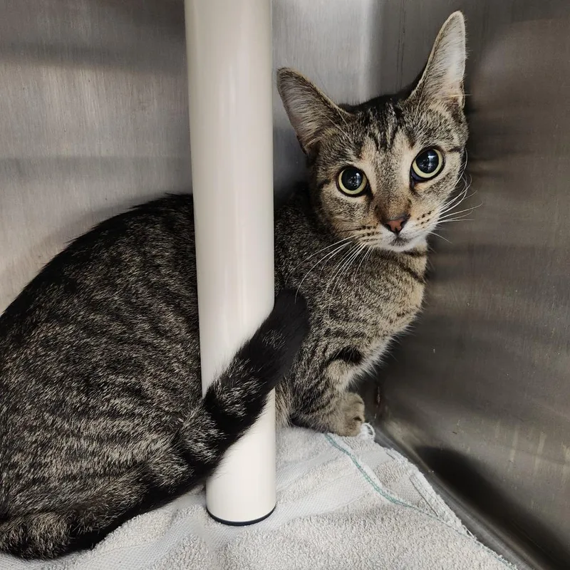 An adult medium-sized female Brown / Chocolate Domestic Short Hair cat named Krispi for adoption in Fort Wayne, IN