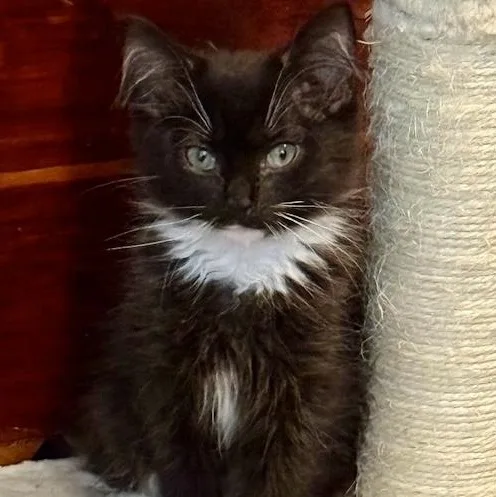 Beau