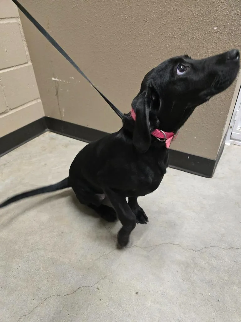 A baby medium-sized female Labrador Retriever dog named Lyla for adoption in Huntsville, TX
