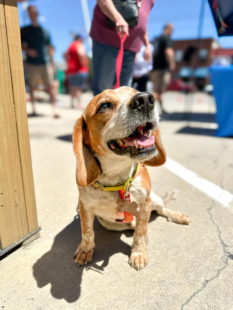 An adult medium-sized male Tricolor (Brown, Black, & White) Beagle dog named Gerald for adoption in Richmond, VA