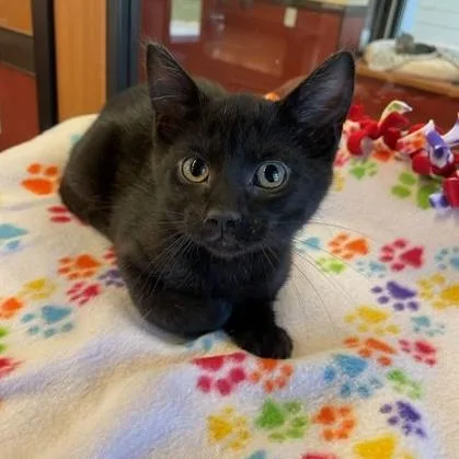 A baby small-sized female Black Domestic Short Hair cat named Skeeter for adoption in Rochester, MN