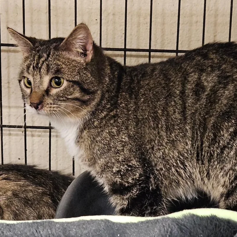 An adult medium-sized male Brown / Chocolate Domestic Short Hair cat named James for adoption in Midland, TX
