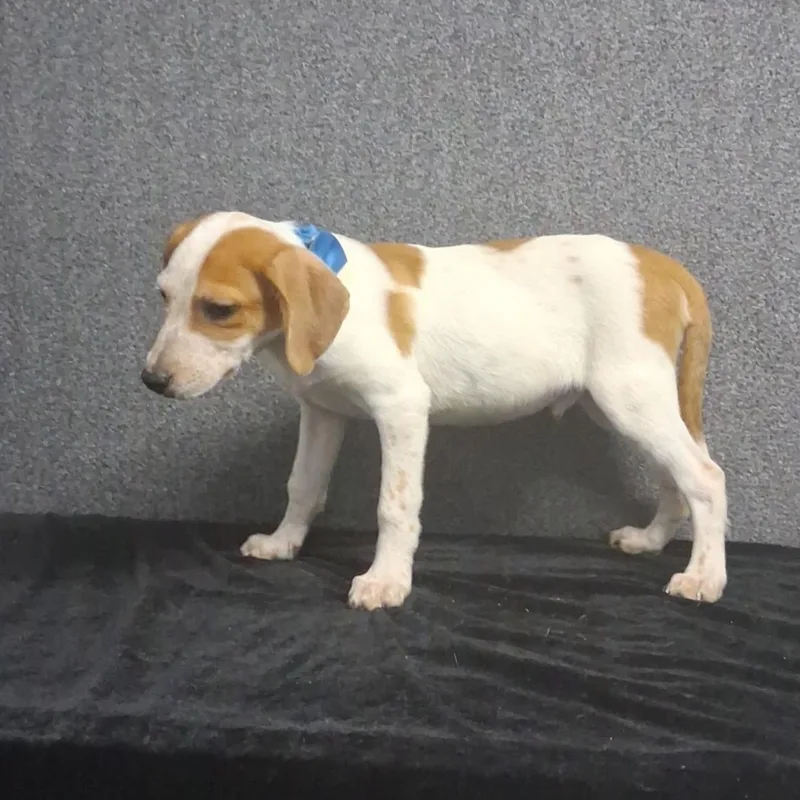 A baby medium-sized male Mixed Breed dog named Mason for adoption in Medfield, MA