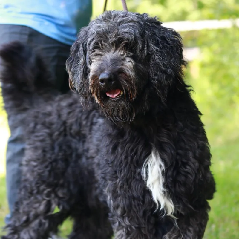 An adult large-sized male Brown / Chocolate Poodle dog named CT Diggs for adoption in Stormville, NY
