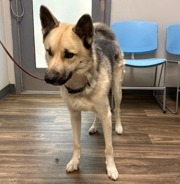 An adult large-sized male German Shepherd Dog dog named Monty for adoption in San Diego, CA