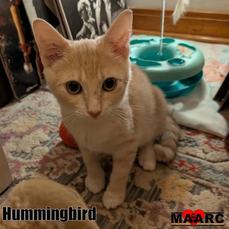 A baby medium-sized female Domestic Short Hair cat named Hummingbird for adoption in Maryville, TN