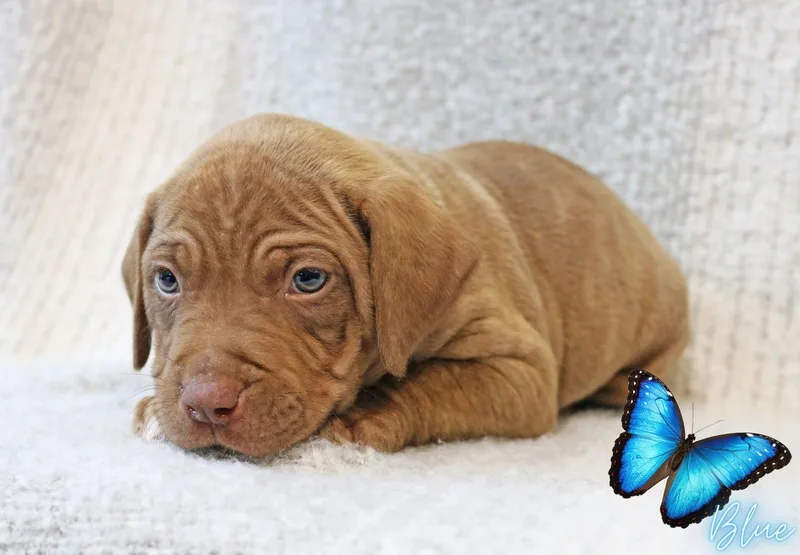 Blue Wingsoflove thumbnail 2