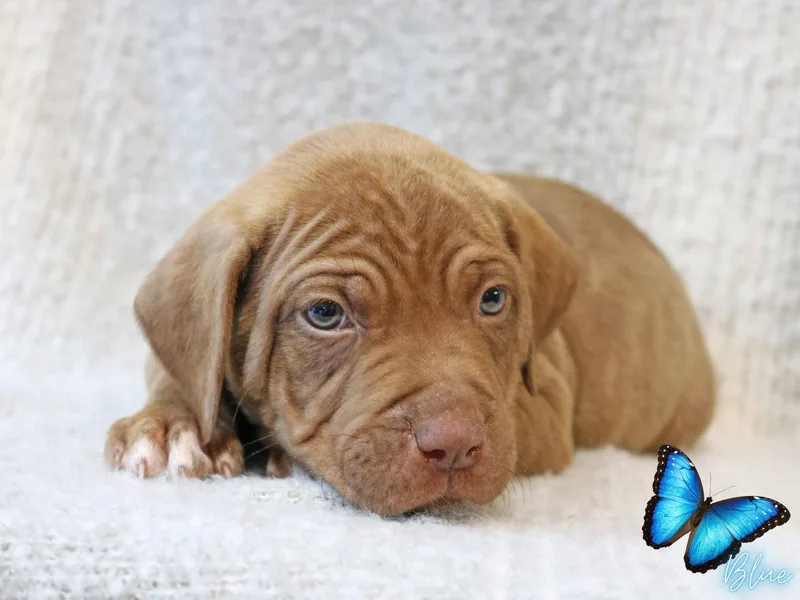 Blue Wingsoflove thumbnail 3