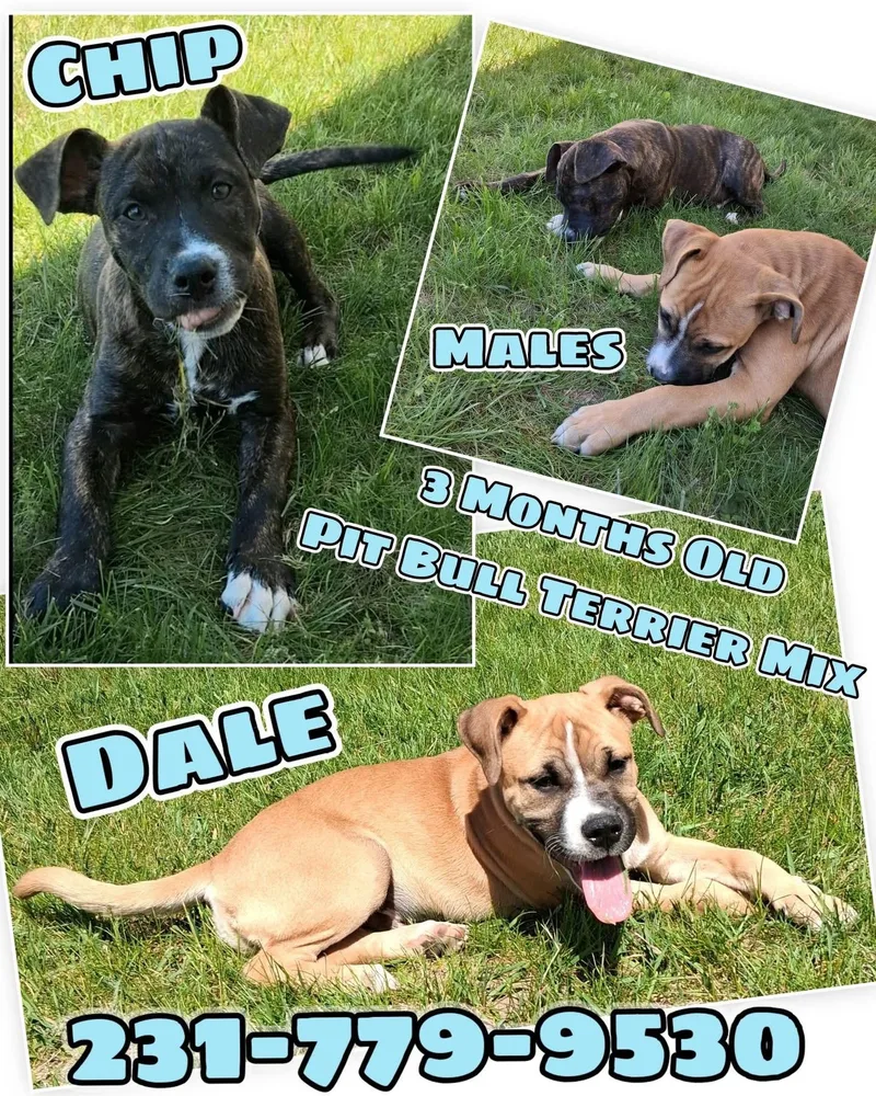 Dale