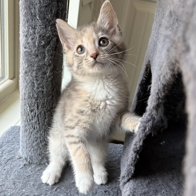 A baby small-sized female Dilute Calico cat named Amanda for adoption in Knoxville, TN