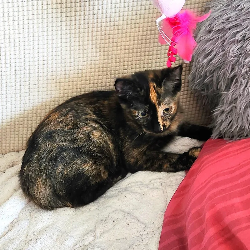 A baby medium-sized female Tortoiseshell cat named Josephine for adoption in Lombard, IL