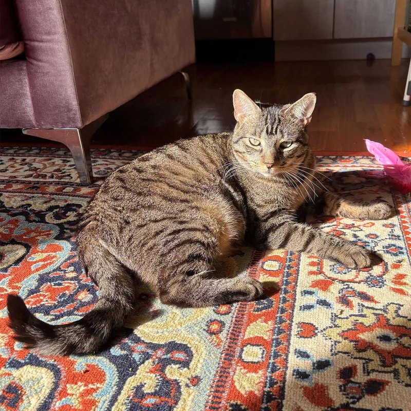 An adult medium-sized female Domestic Short Hair cat named Soca for adoption in Brooklyn, NY