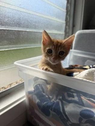 A baby small-sized male Domestic Short Hair cat named Ollie for adoption in Honolulu, HI