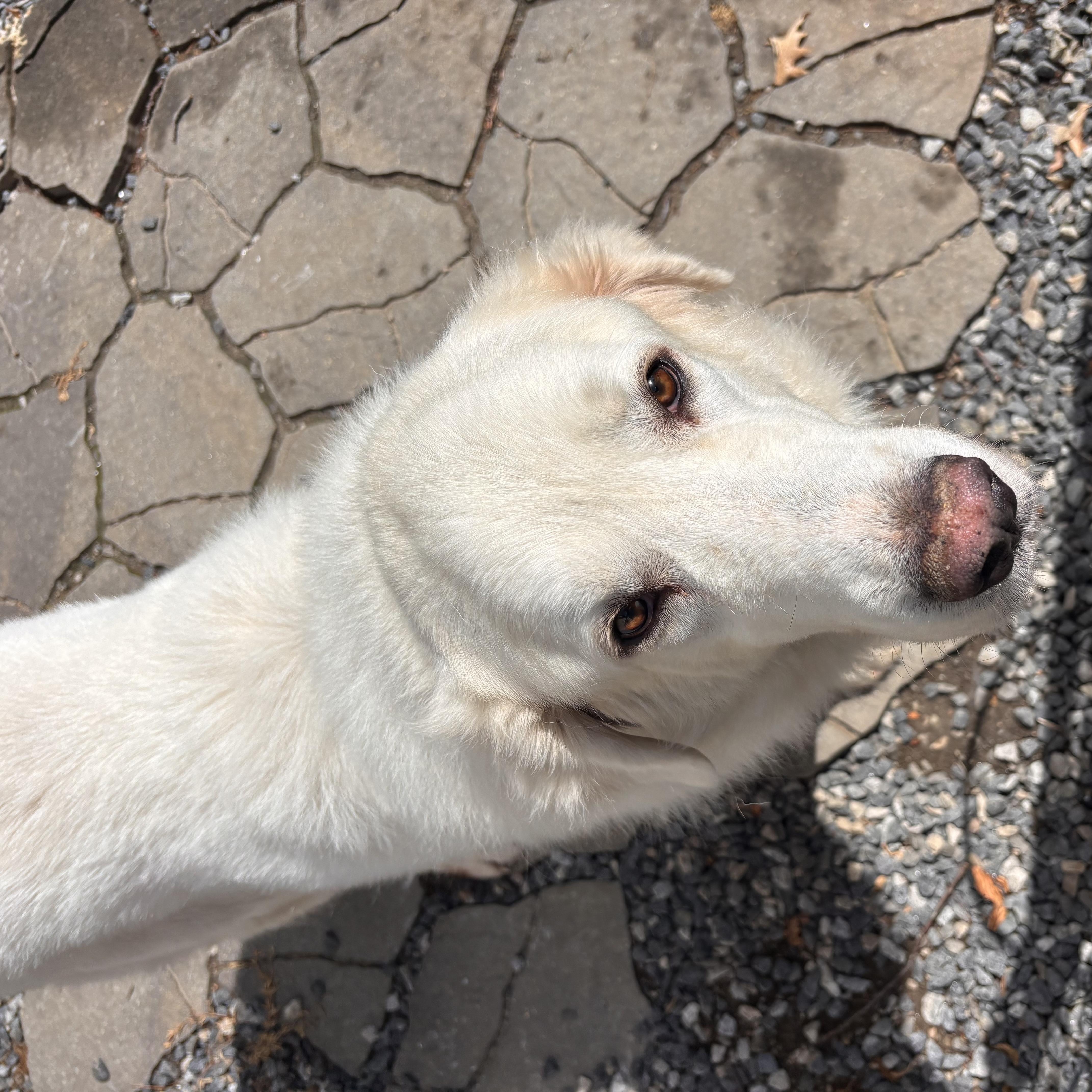 An adult extra large-sized male White / Cream Great Pyrenees dog named Pantera for adoption in Kennebunk , ME