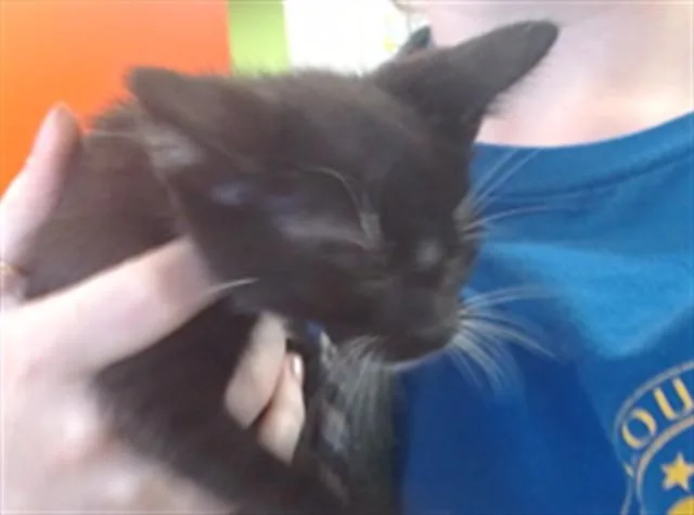 A baby small-sized male Domestic Short Hair cat named Buck for adoption in Louisville, KY