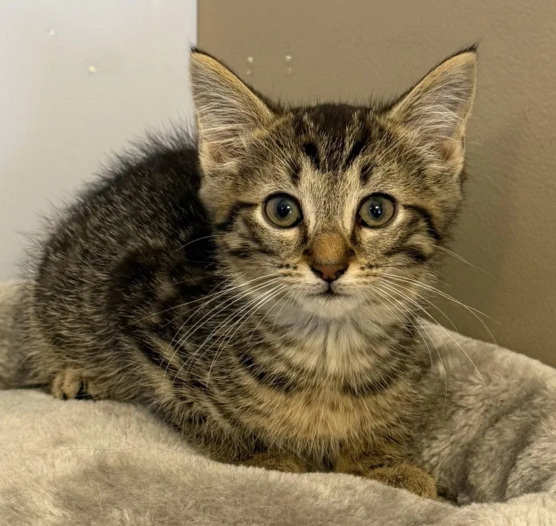 A baby medium-sized male Domestic Short Hair cat named Nemo for adoption in Elkins, WV