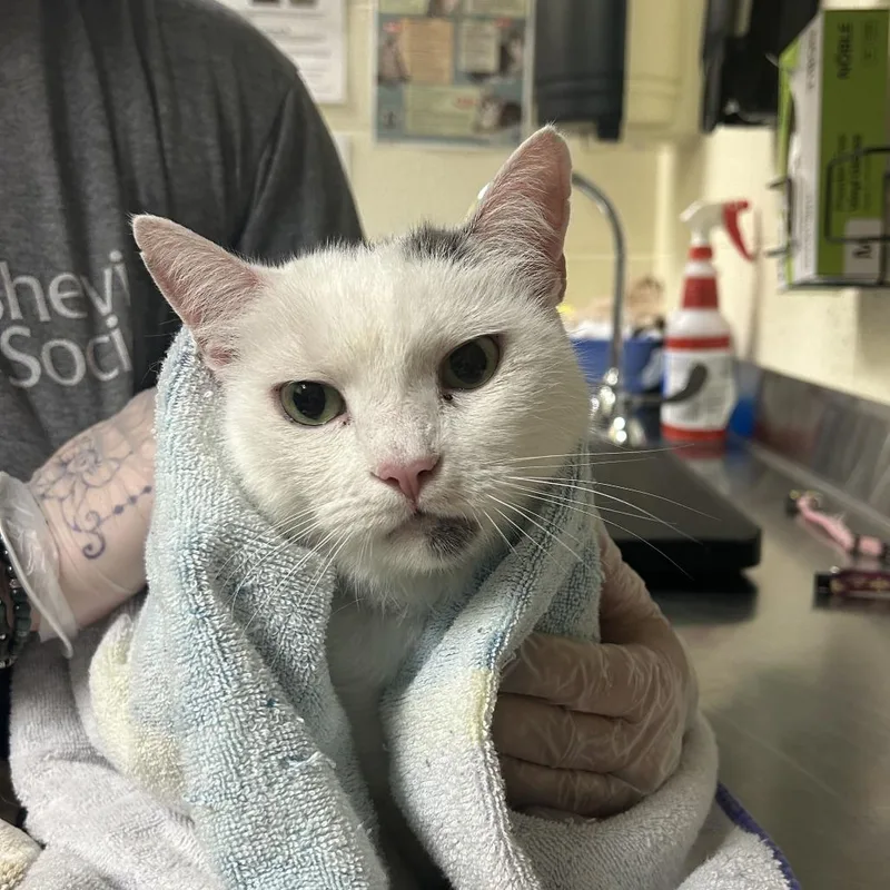 An adult large-sized male White Domestic Short Hair cat named Skippy for adoption in Asheville, NC