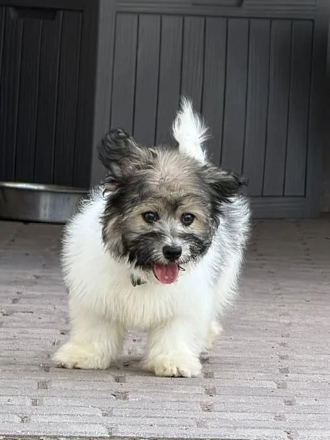 Walter
