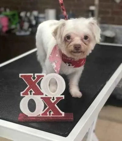 An adult small-sized male Shih Tzu dog named Arnie for adoption in New Freedom, PA