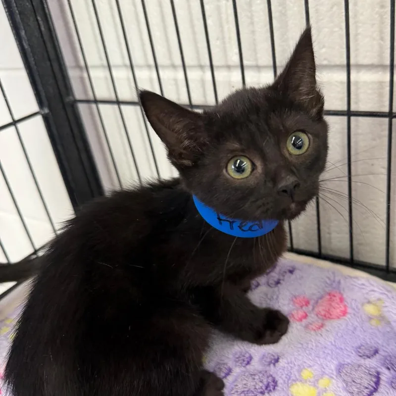 A baby small-sized male Black Domestic Short Hair cat named Fred for adoption in Montgomery, AL