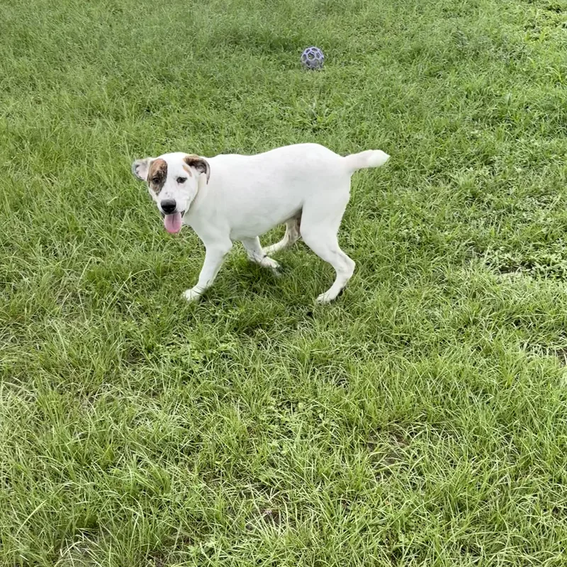 Zeus