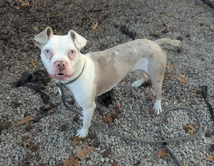 An adult medium-sized male Mixed Breed dog named Basquiat for adoption in Chamblee, GA