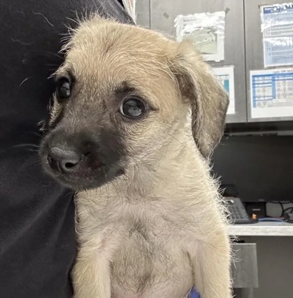 A baby small-sized male Terrier dog named Nugget for adoption in Escondido, CA