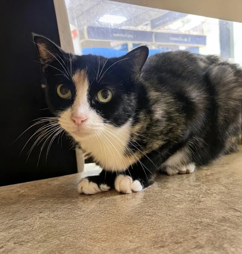 An adult medium-sized female Dilute Tortoiseshell Domestic Short Hair cat named Cali for adoption in Pearland, TX
