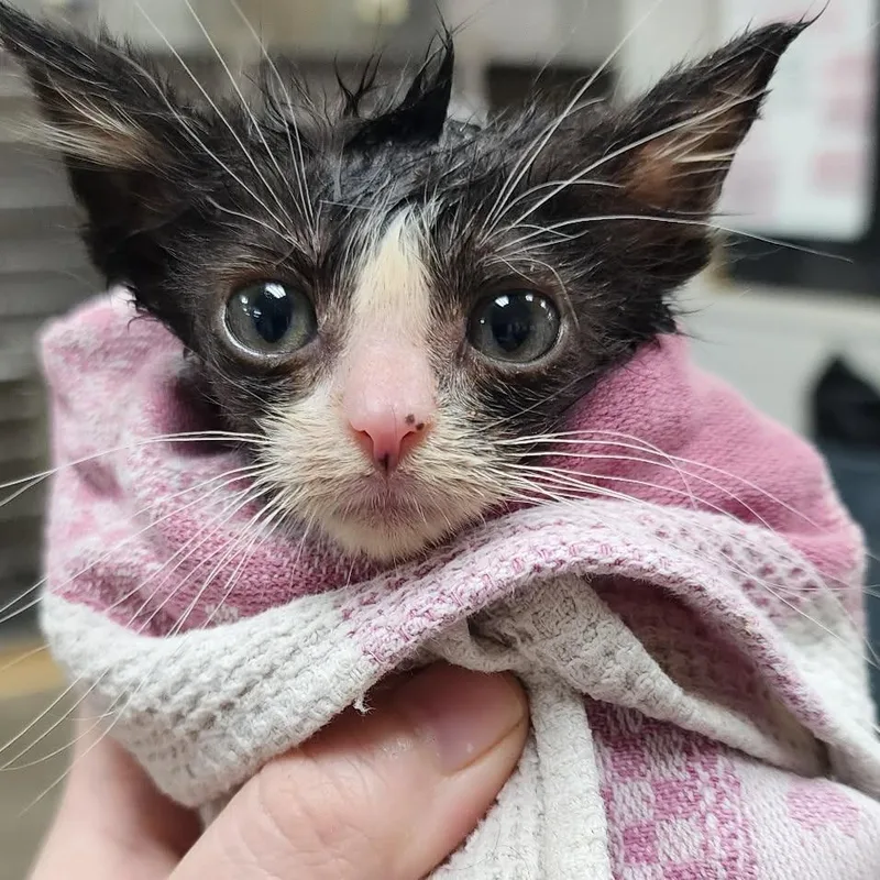 A baby small-sized male Black Domestic Short Hair cat named Jasper for adoption in Toledo, OH