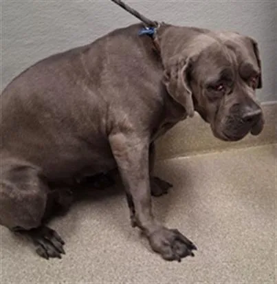 An adult large-sized female Cane Corso dog named Connie for adoption in Las Vegas, NV