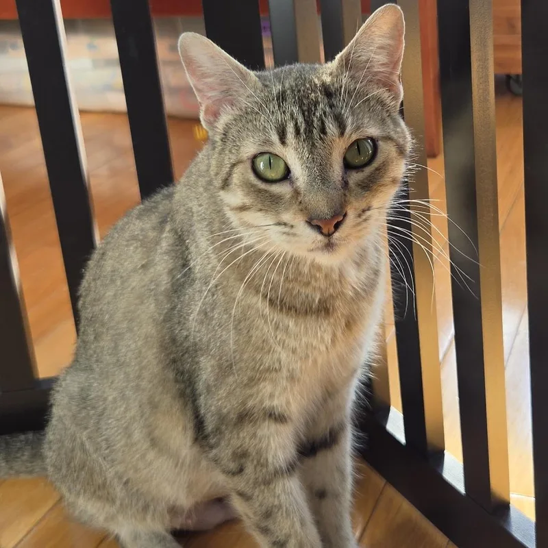 An adult medium-sized female Tabby (Brown / Chocolate) Domestic Short Hair cat named Seamstress for adoption in Evanston, IL