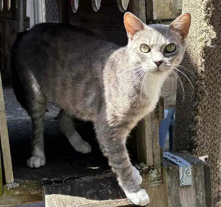 A young medium-sized female Tabby (Gray / Blue / Silver) Domestic Short Hair cat named Mona for adoption in Sequim, WA