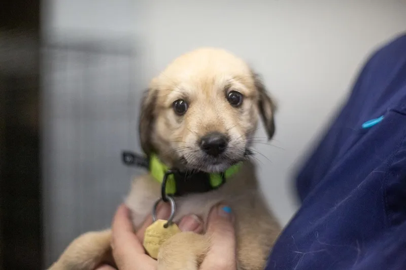 A baby small-sized male Labrador Retriever dog named Panda for adoption in Mountain Home, AR