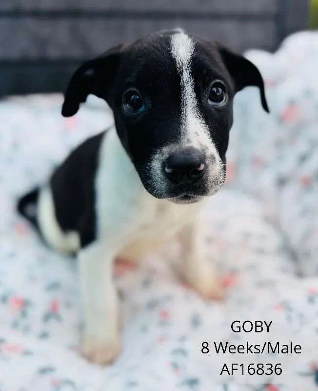 A young medium-sized male Pit Bull Terrier dog named Goby for adoption in Supply, NC