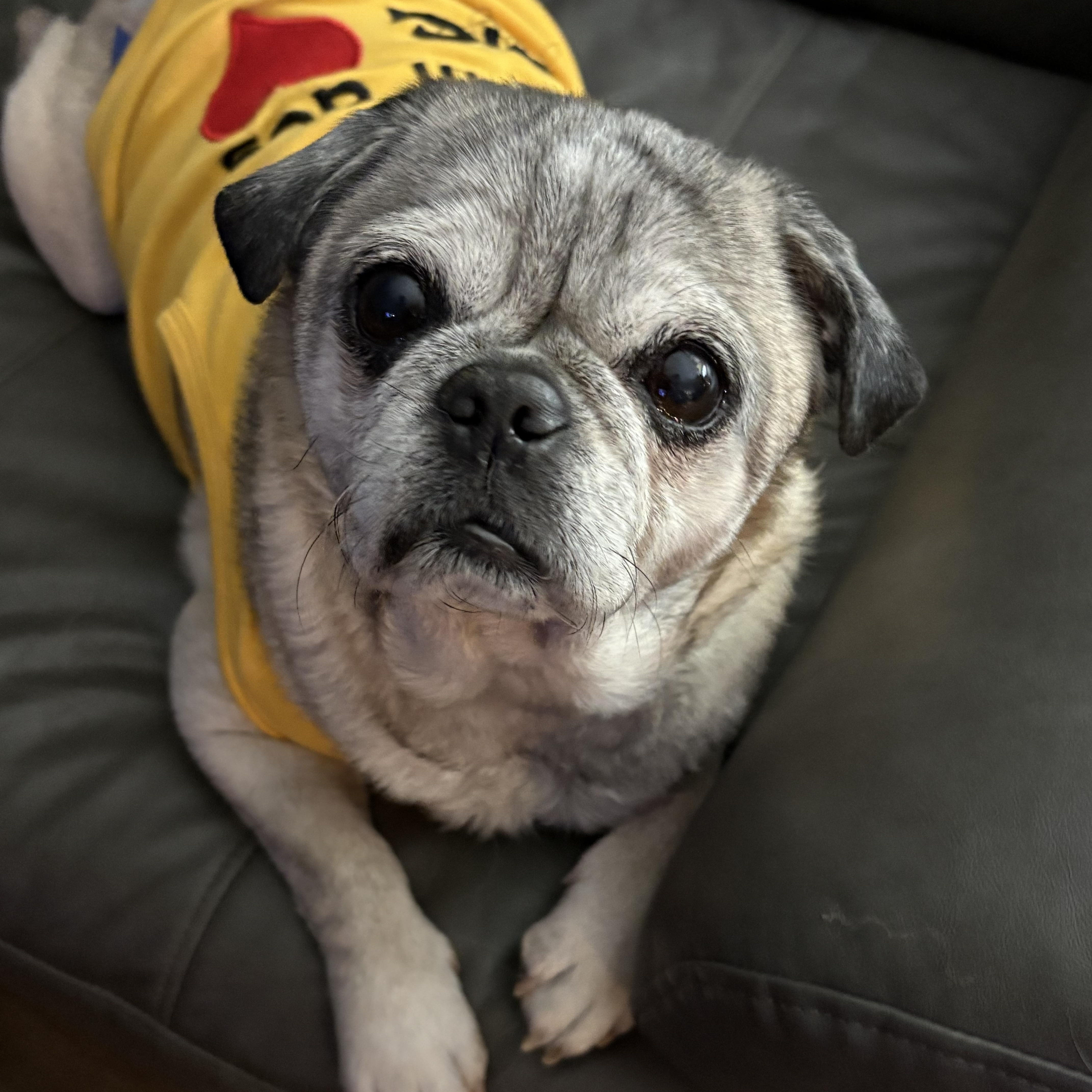 An adult small-sized male Pug dog named Mumford for adoption in Delmar, NY