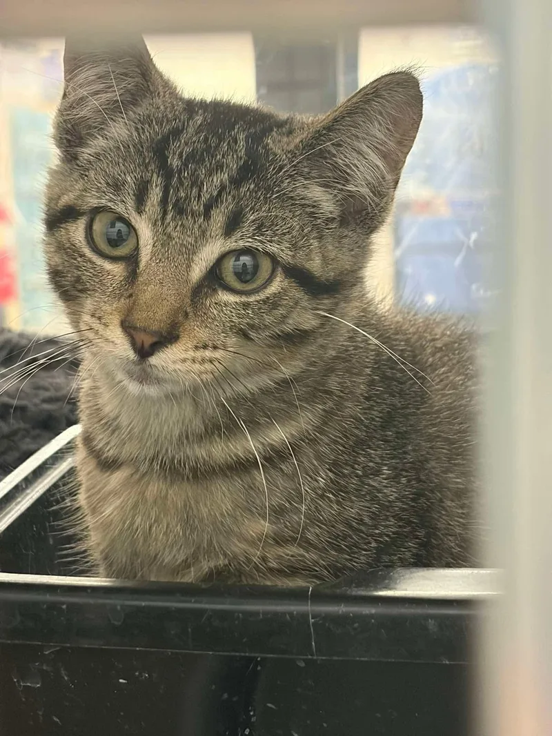 A baby small-sized male Tabby (Brown / Chocolate) Tabby cat named Simba for adoption in Grove City, OH