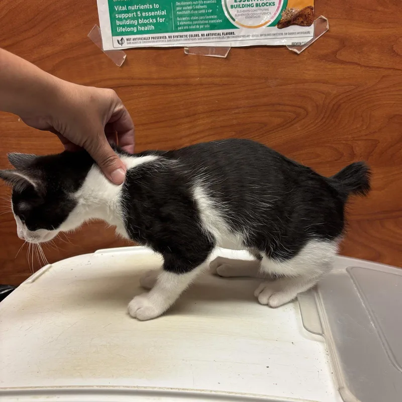A baby medium-sized female Domestic Short Hair cat named Fig for adoption in Sonora, CA