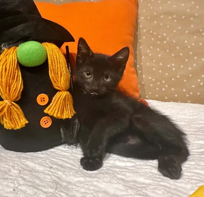 A baby small-sized male Black Domestic Short Hair cat named Nikon for adoption in Groveland, MA