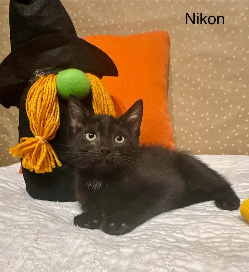 Nikon thumbnail 2