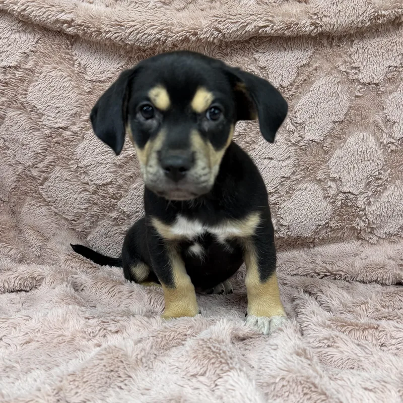 A baby medium-sized male Tricolor (Brown, Black, & White) Mixed Breed dog named Boo for adoption in Boca Raton, FL